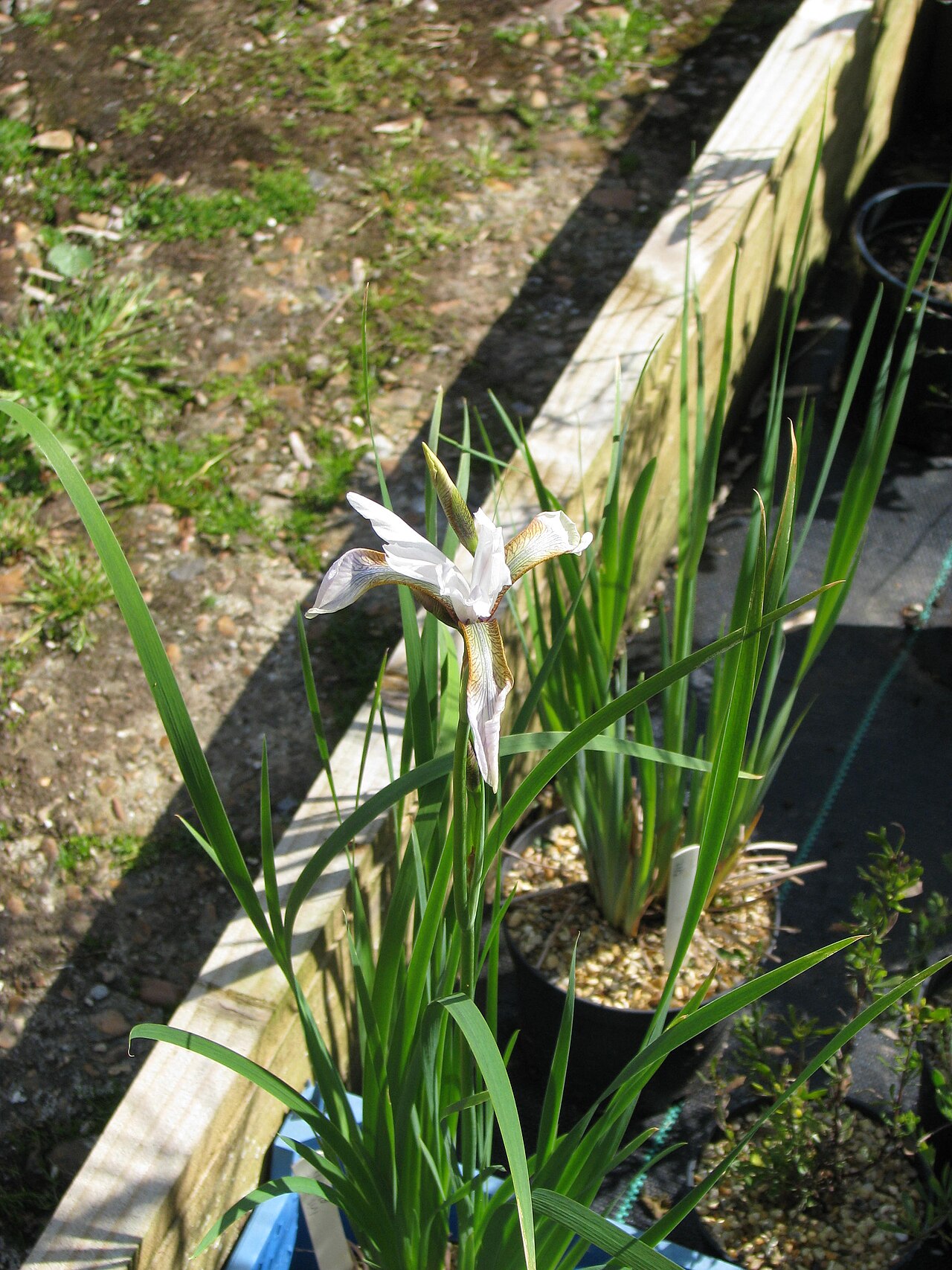 Iris alberti