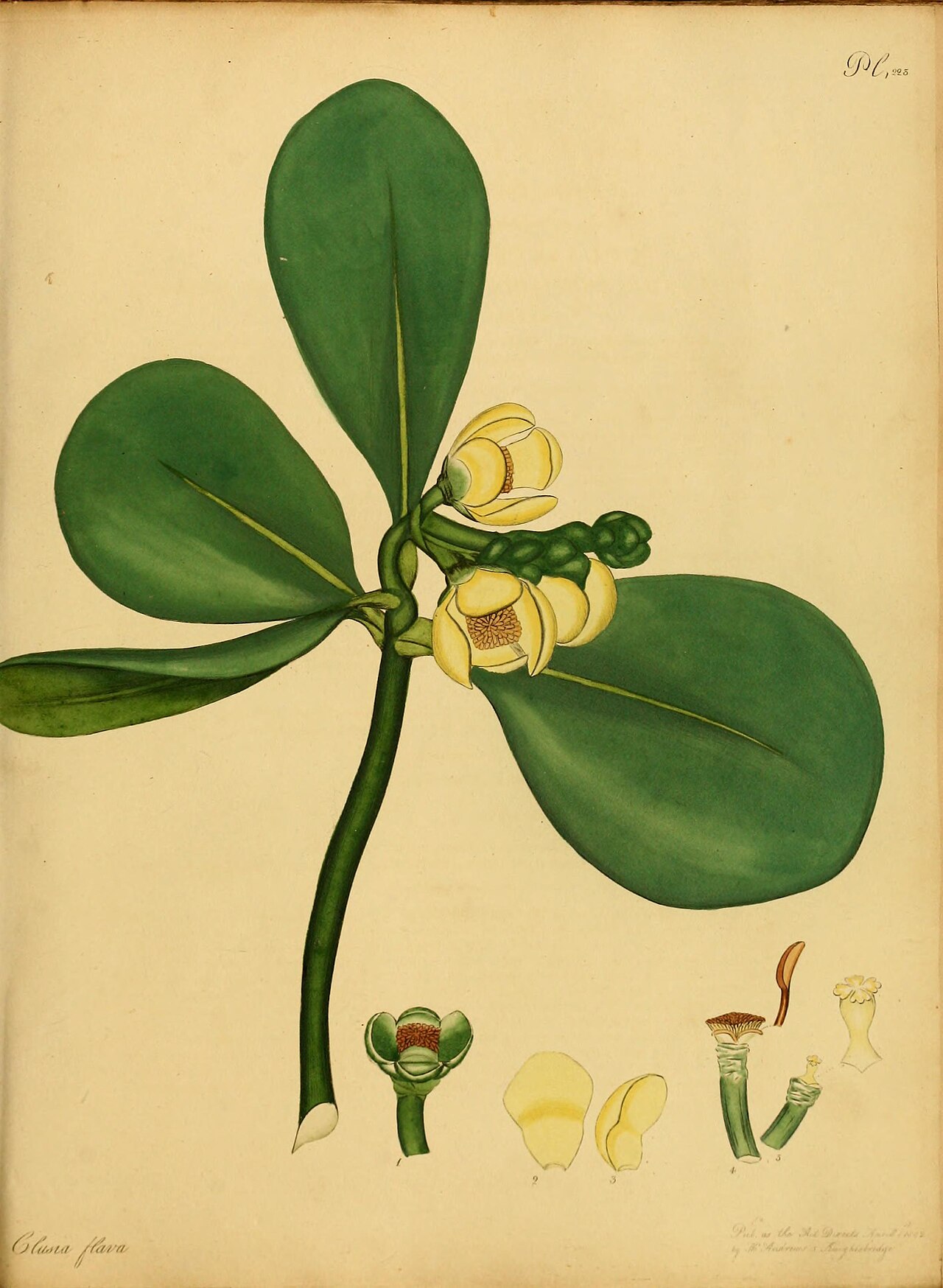 Clusia flava