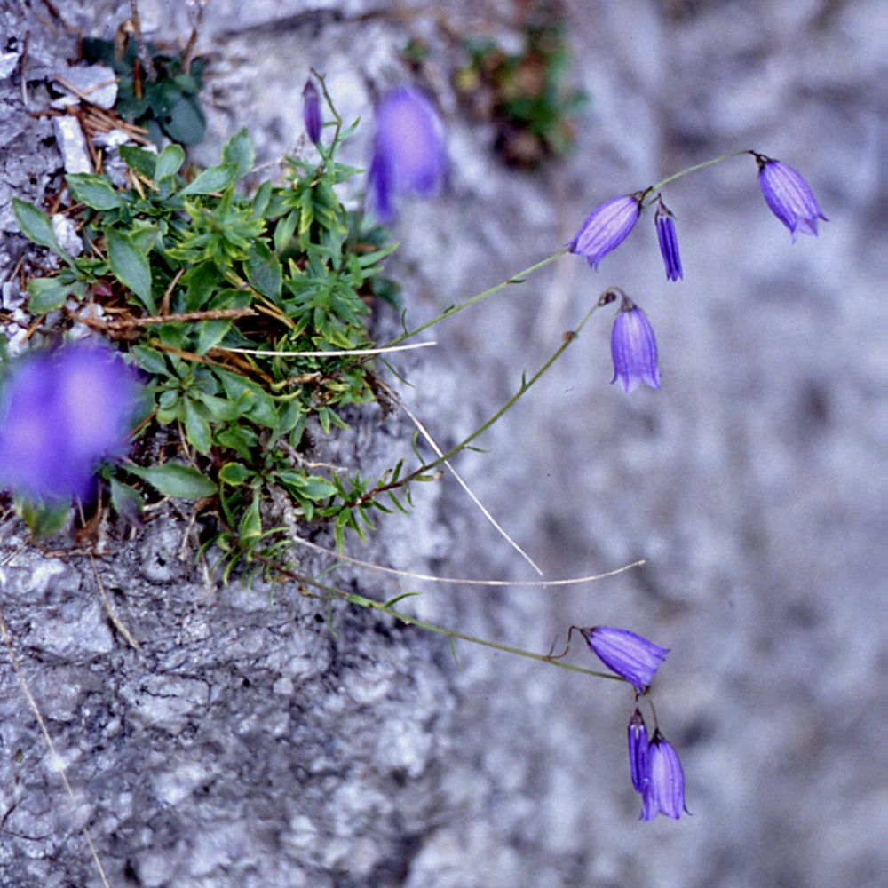 Campanula cespitosa