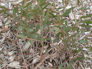 Narrow-leaved sally