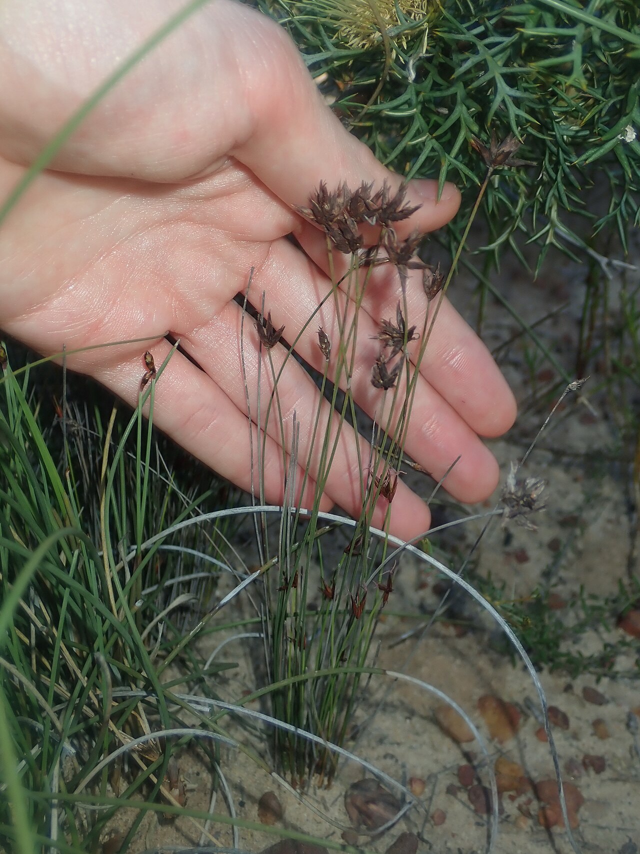 Schoenus armeria