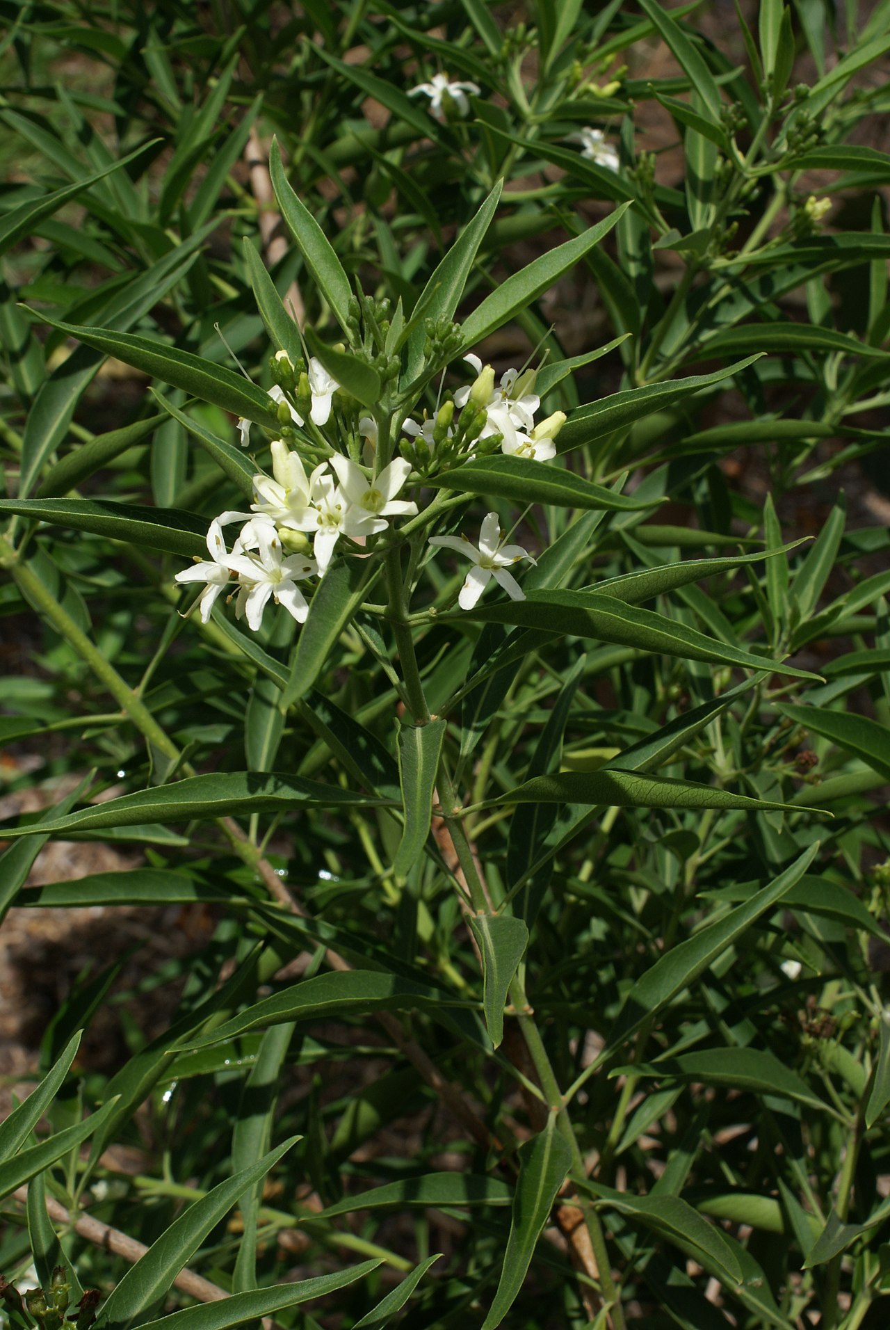 Volkameria heterophylla