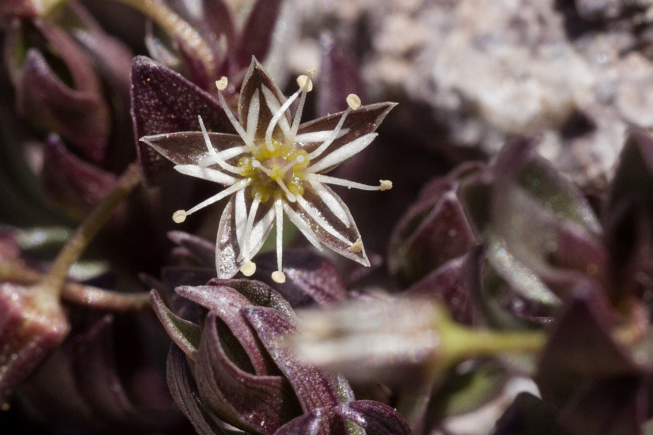 Stellaria irrigua