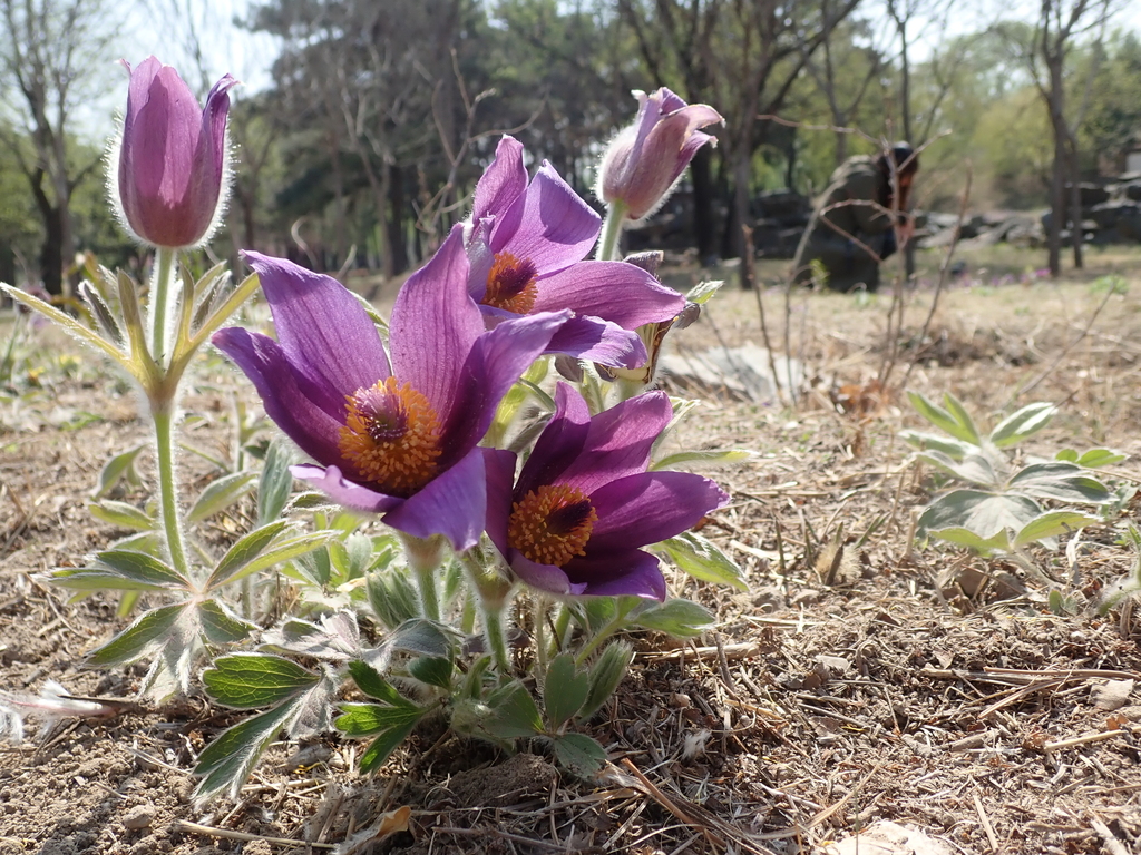 Anemone chinensis