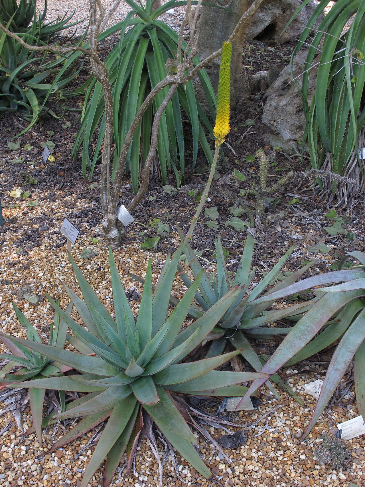 Aloe betsileensis