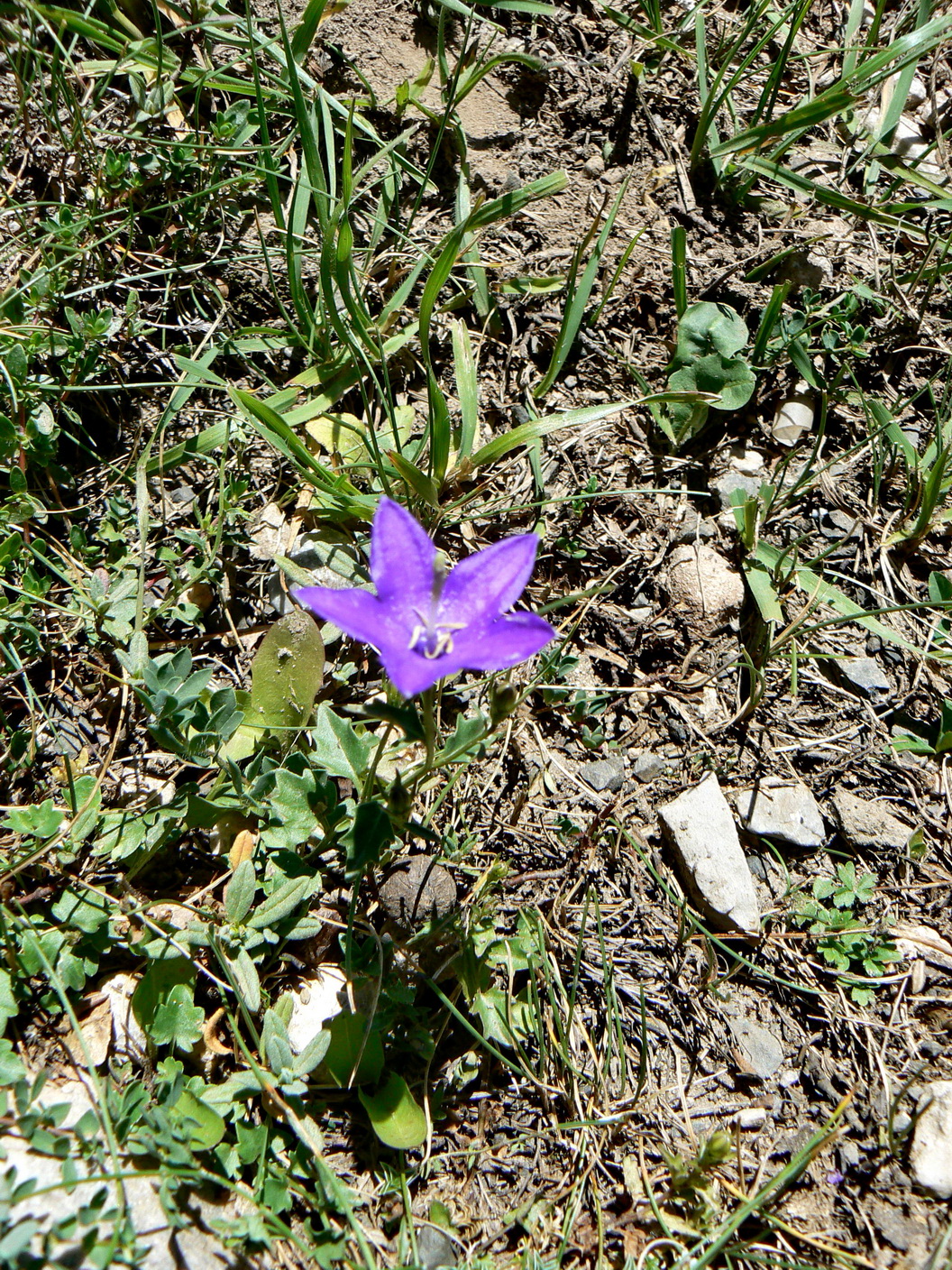 Campanula arvatica