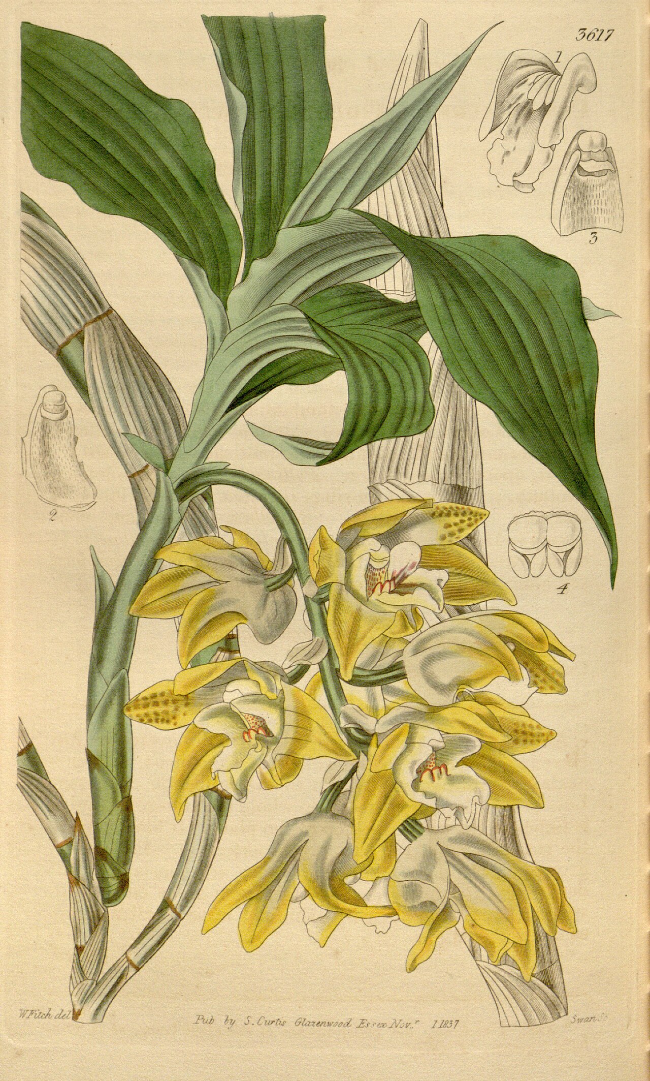 Chysis aurea