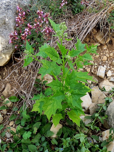 Chenopodium hybridum