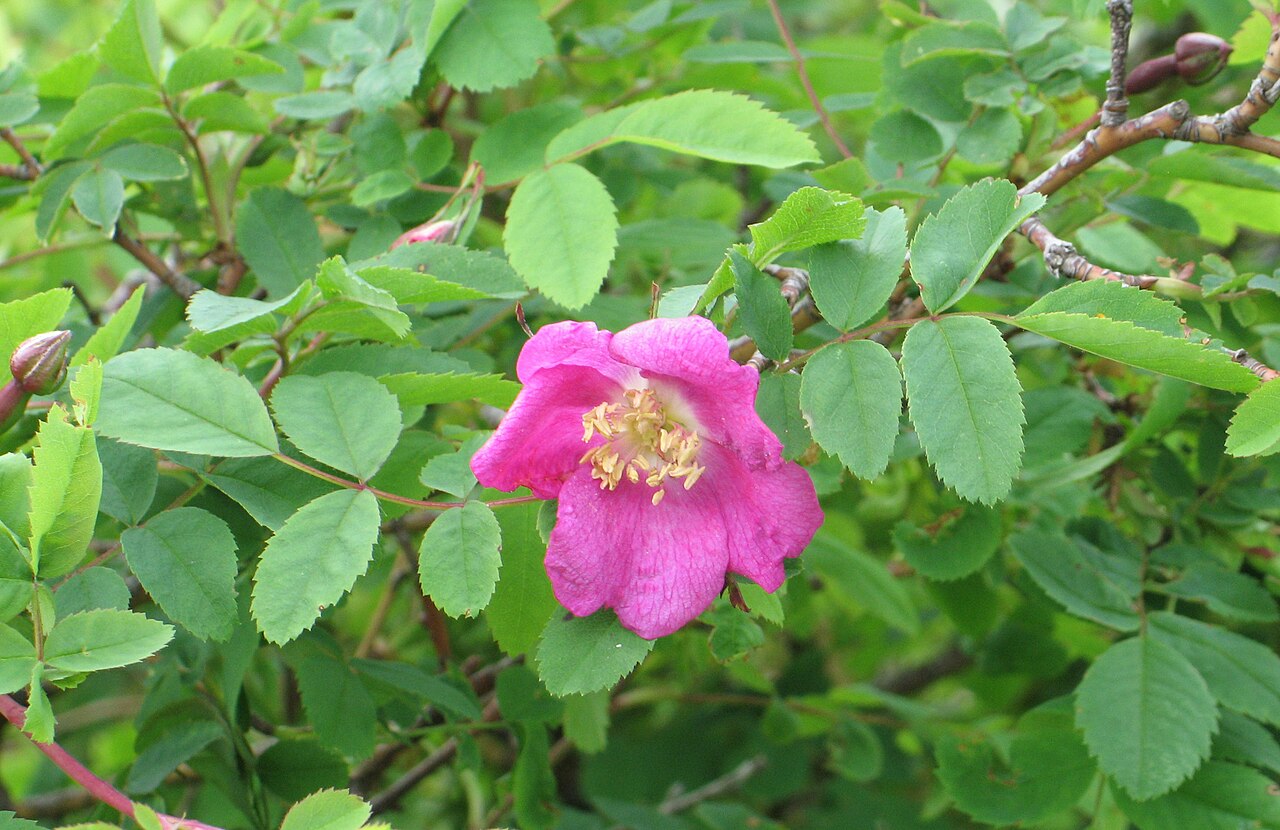 Rosa pendulina