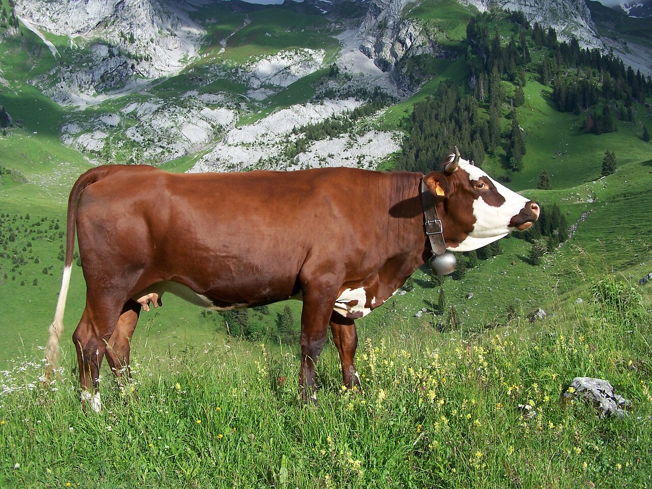 abondance