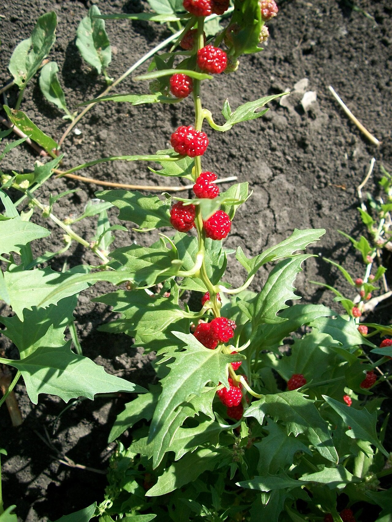 Blitum virgatum