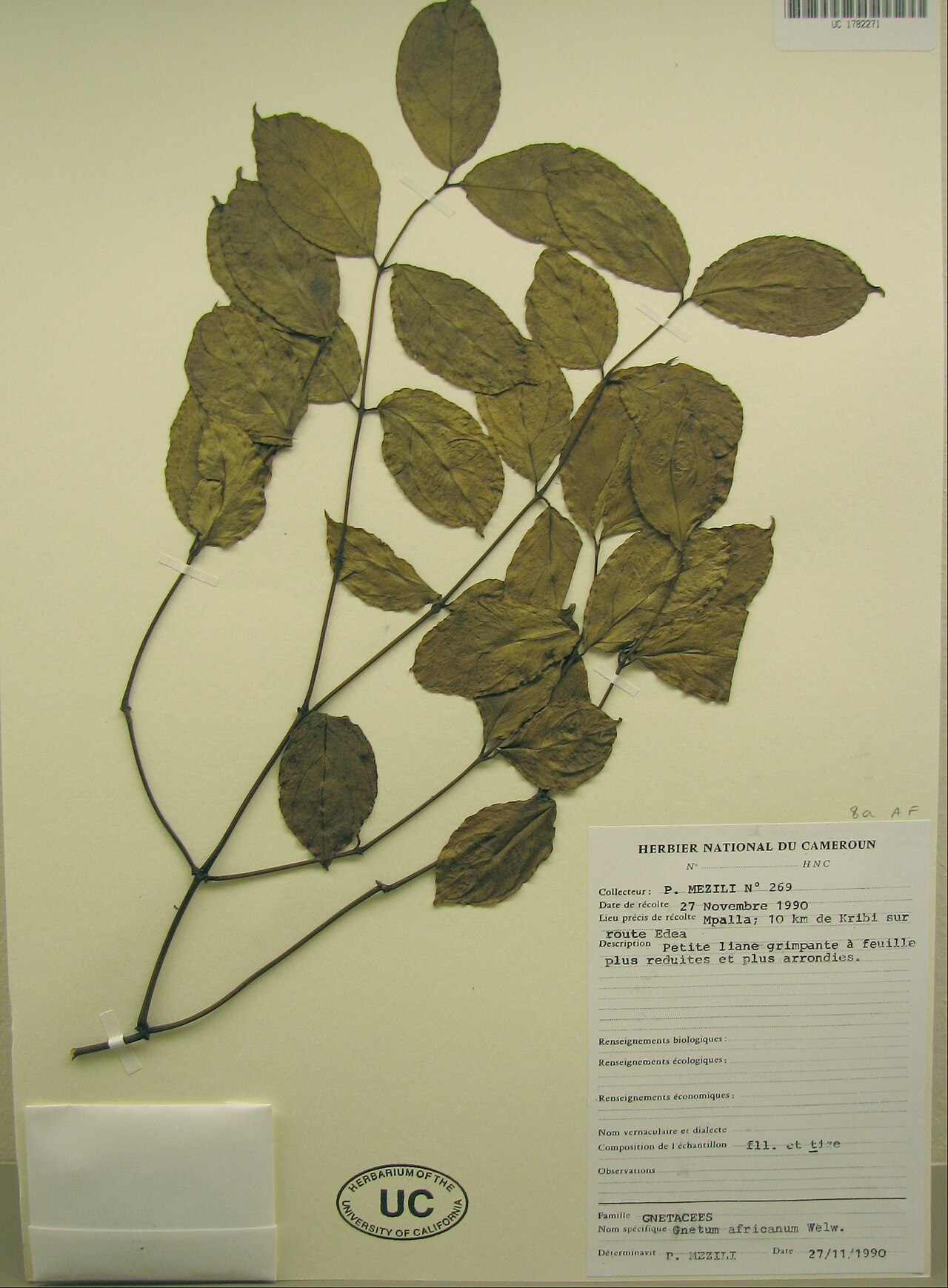 Gnetum africanum