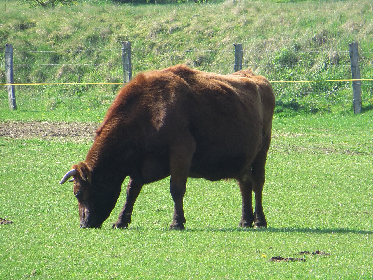 Angeln cattle