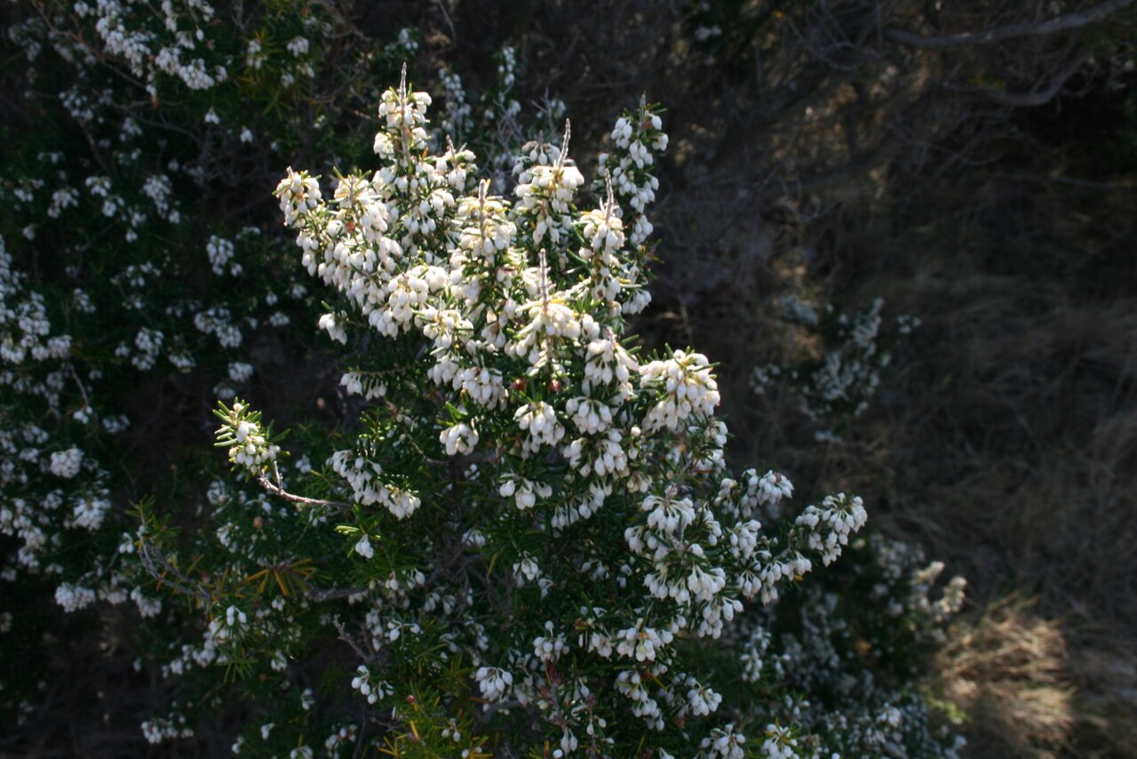 Erica arborea