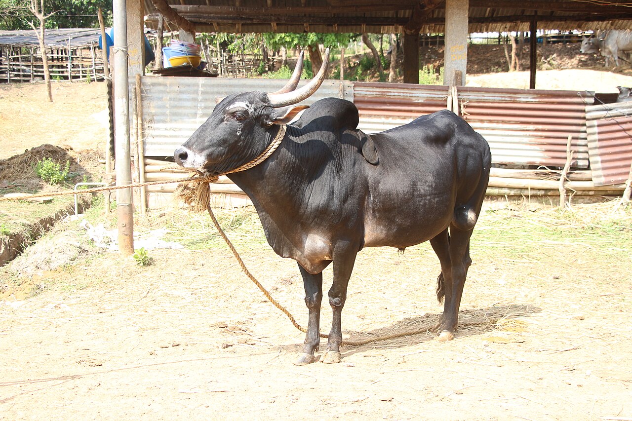 Hallikar