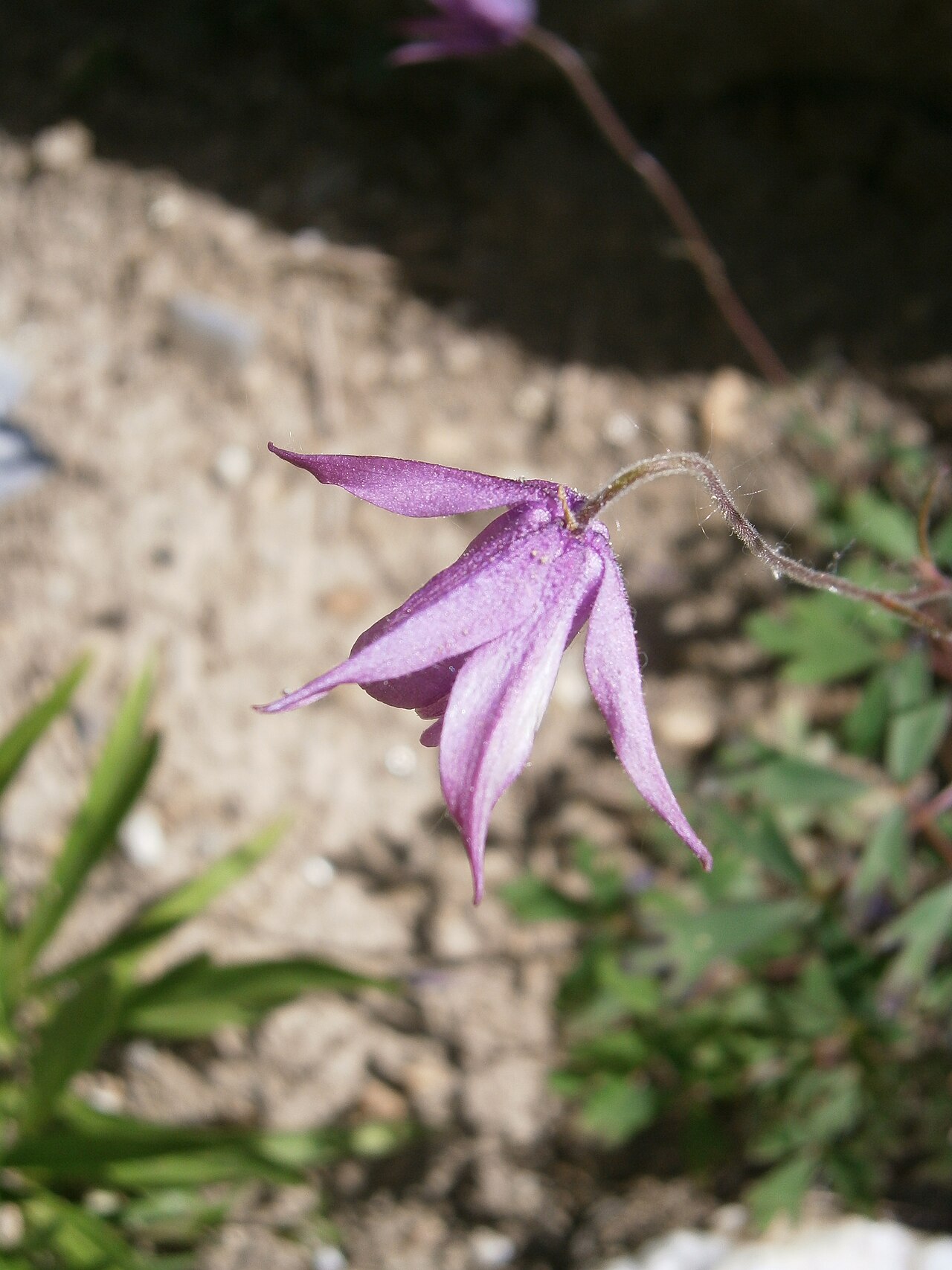 Aquilegia ecalcarata