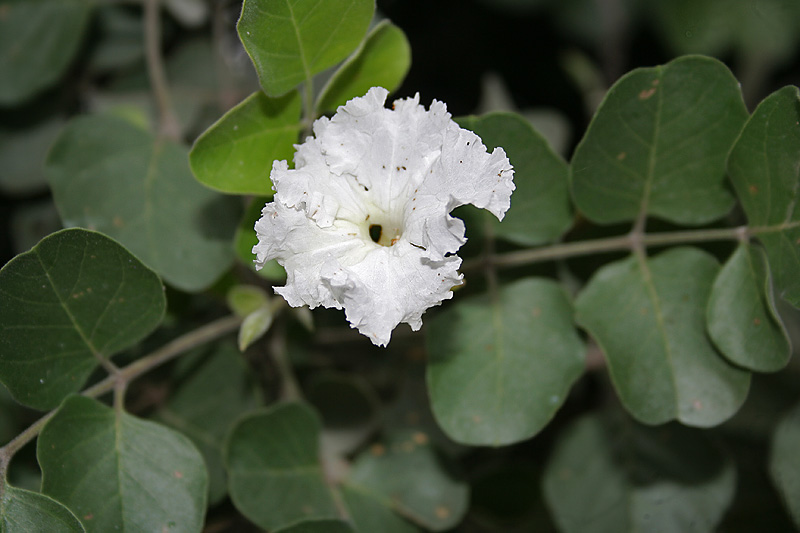 Dolichandrone falcata