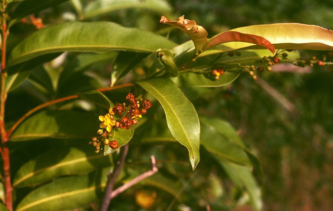 Gomphia serrata
