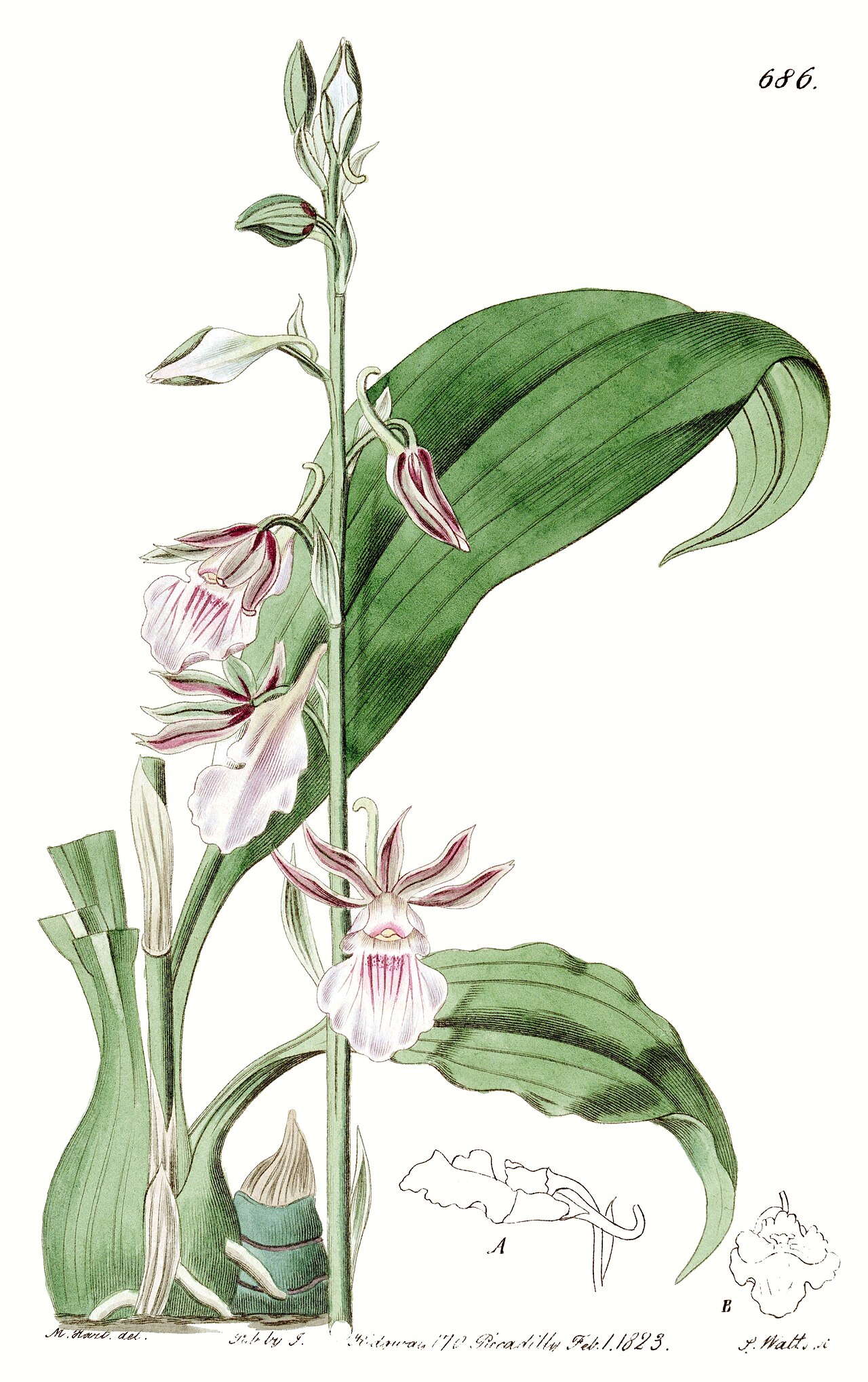 Eulophia guineensis
