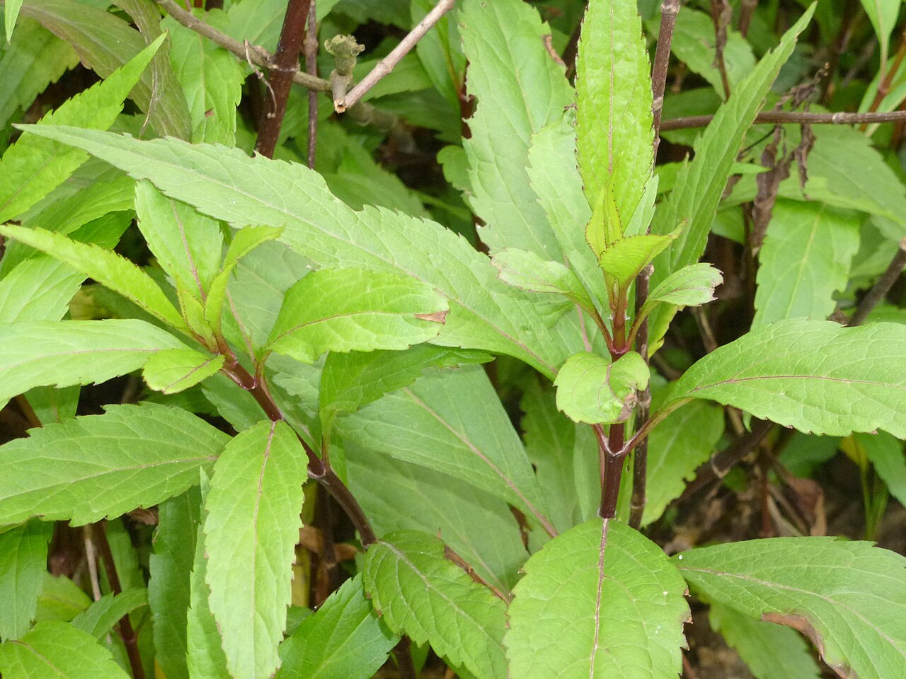 Eupatorium fistulosum