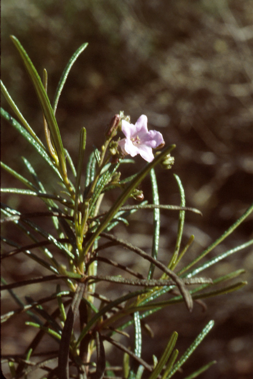 Eriodictyon altissimum