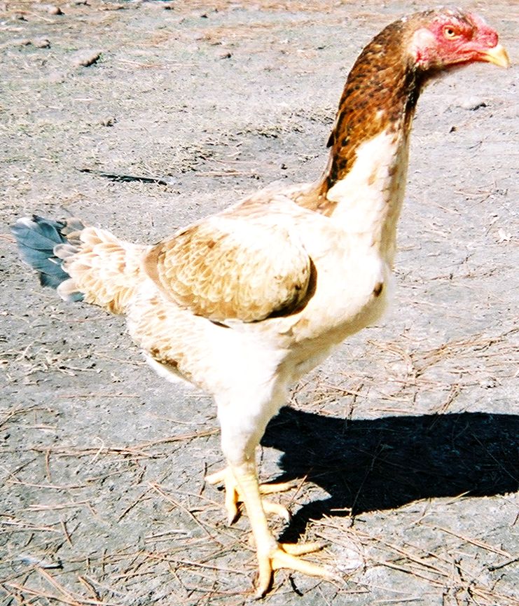 Malay