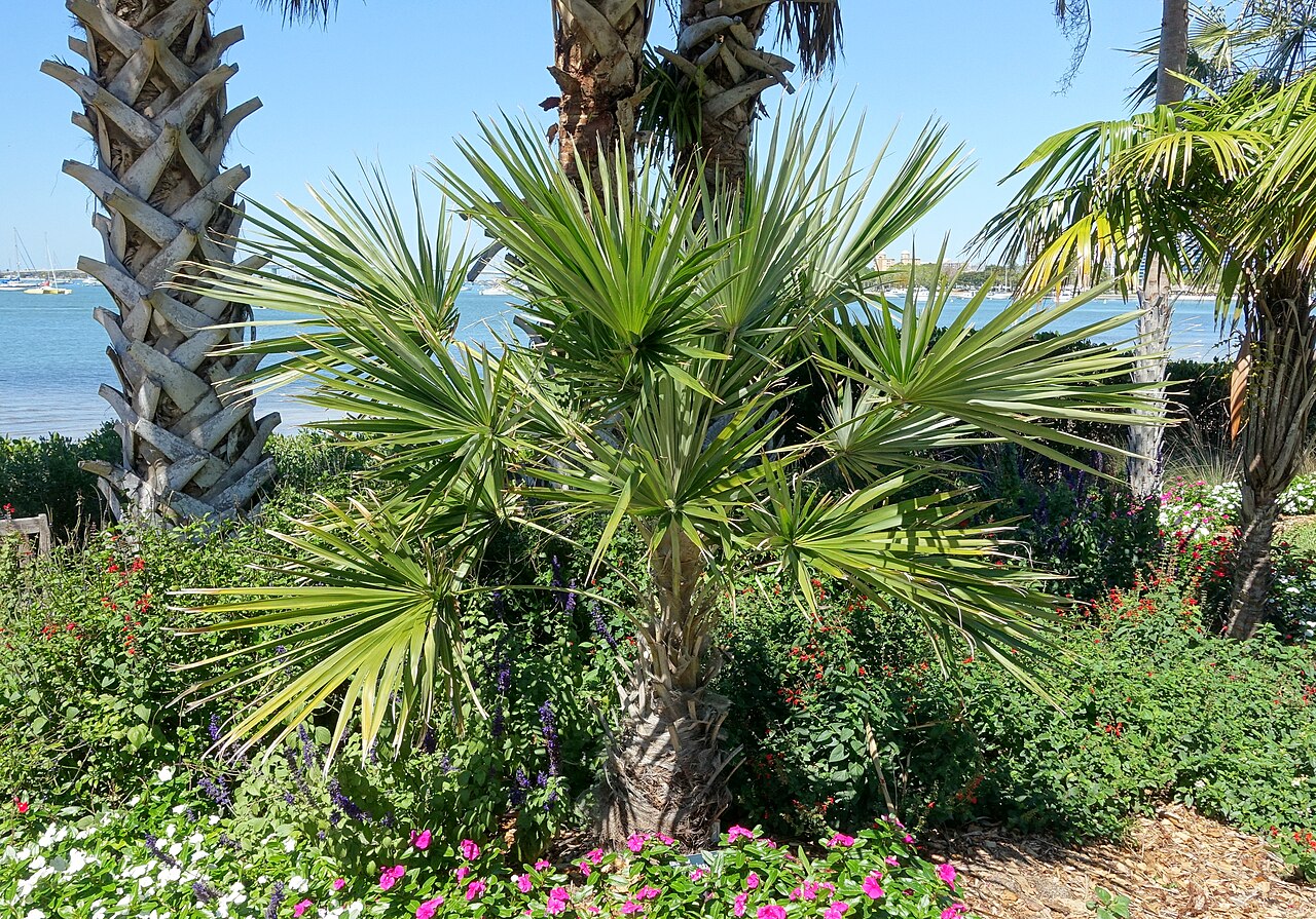 Coccothrinax spissa