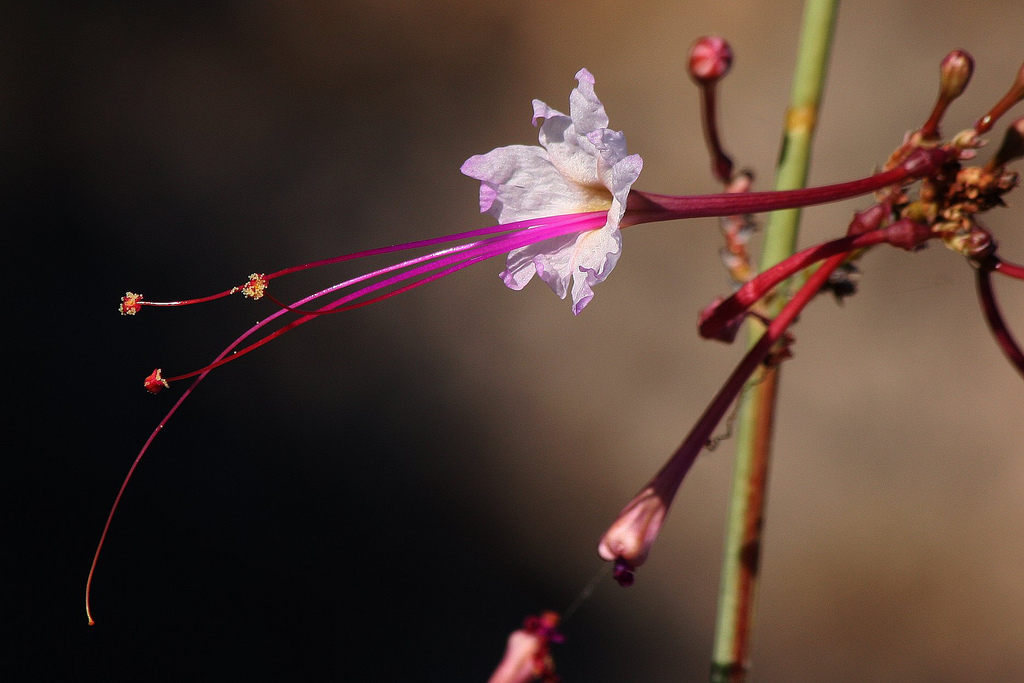 Anulocaulis leiosolenus