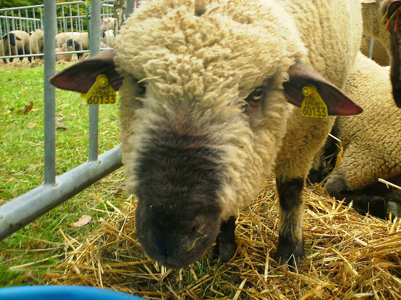 Dorset Down