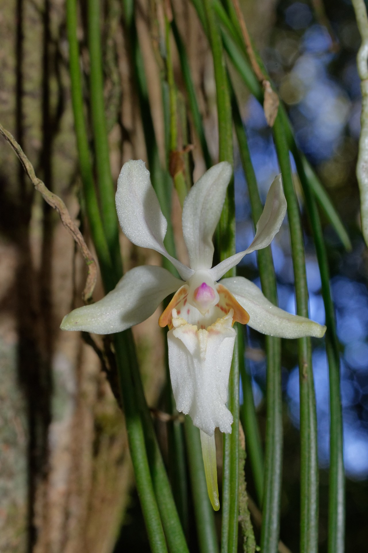 Holcoglossum quasipinifolium