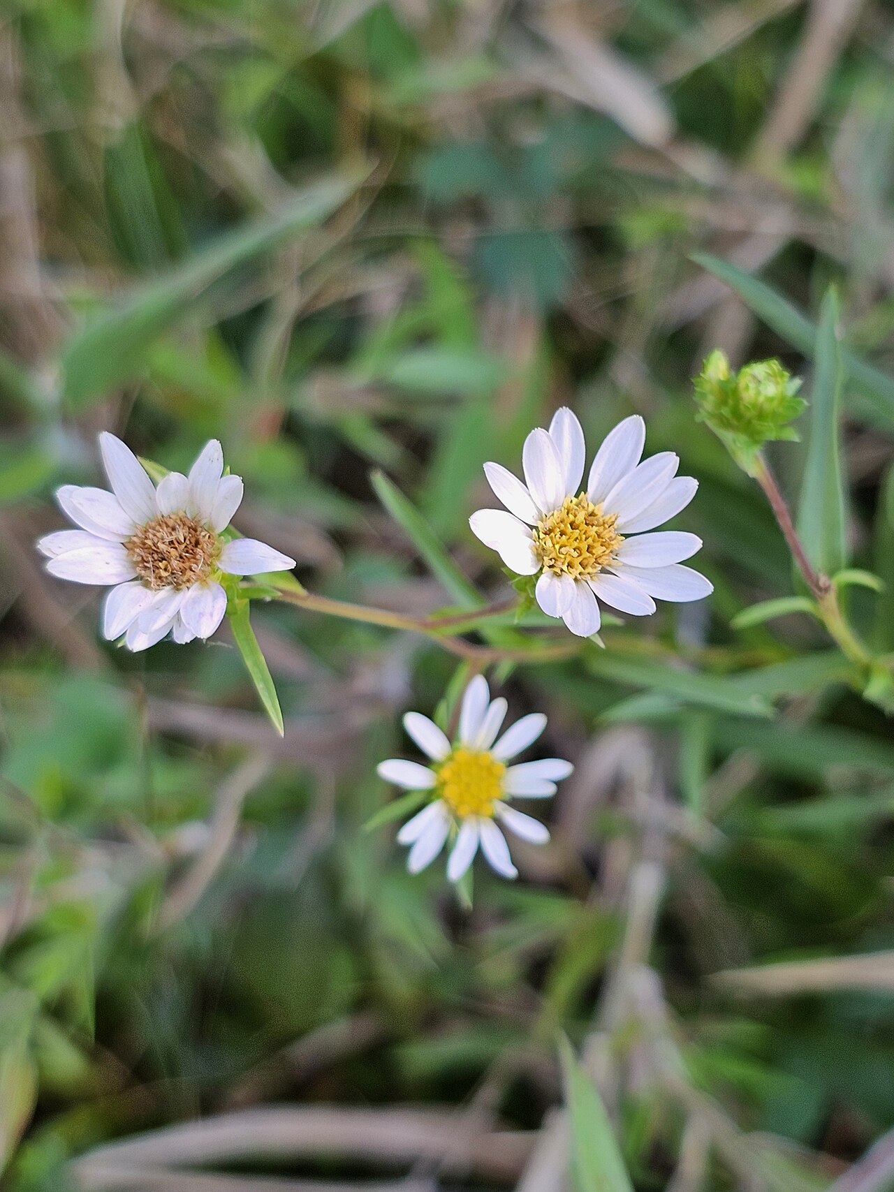 Eurybia avita