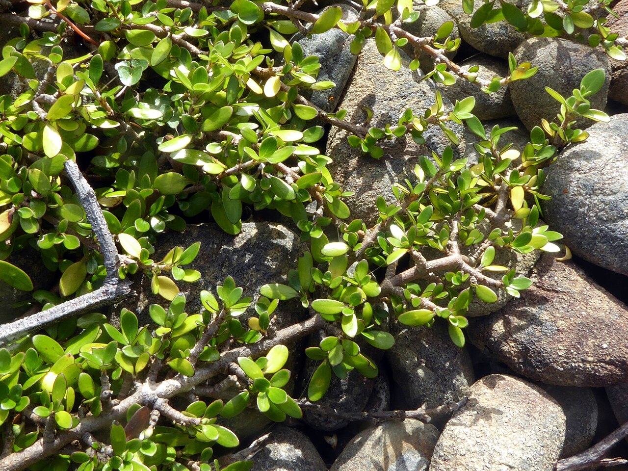 Coprosma propinqua