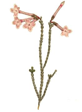 Erica jasminiflora