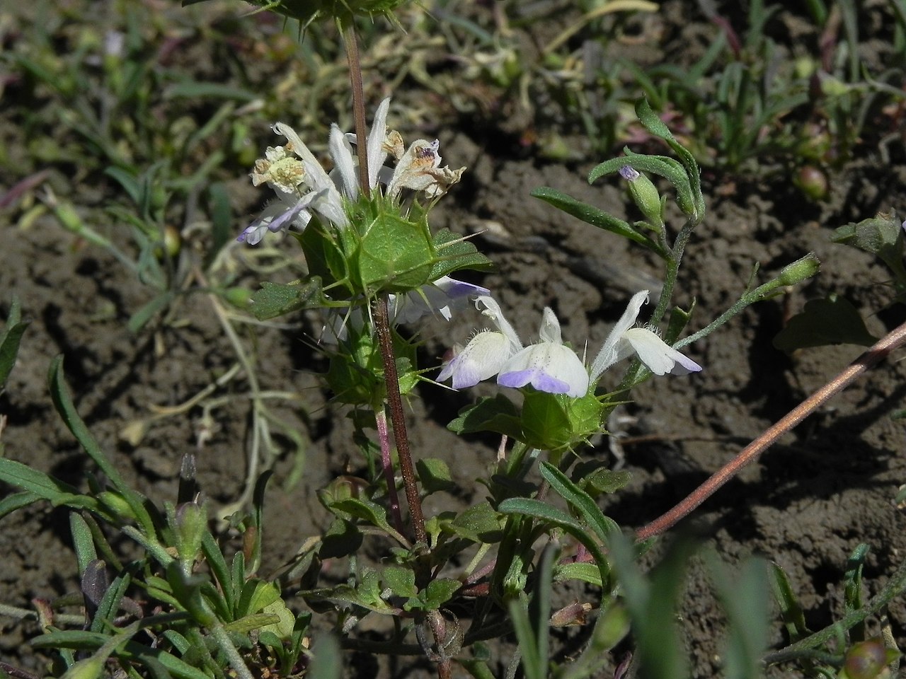 Acanthomintha ilicifolia