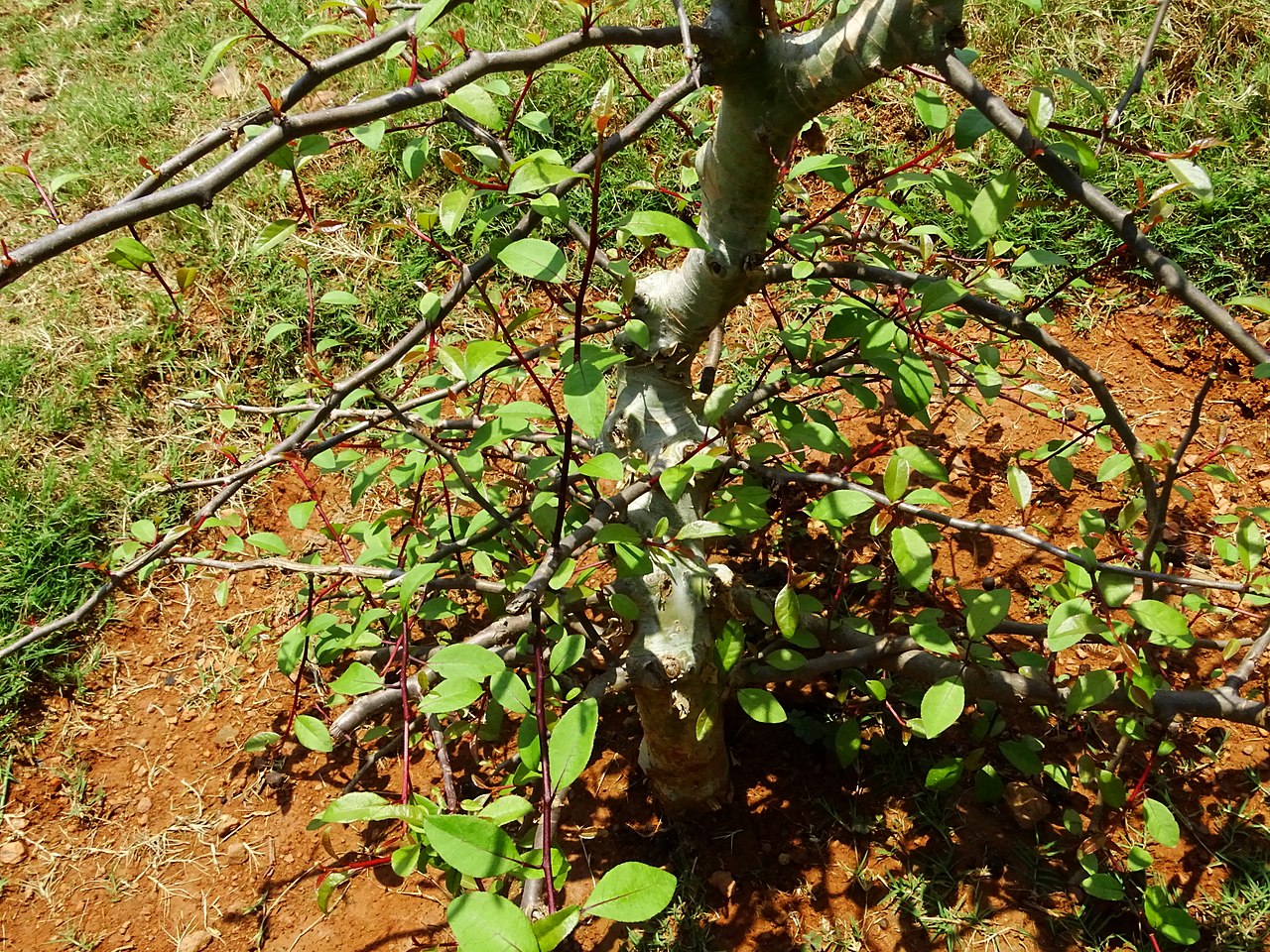 Commiphora madagascariensis