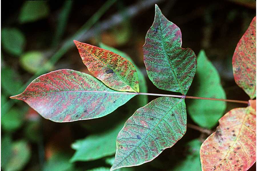 Toxicodendron vernix