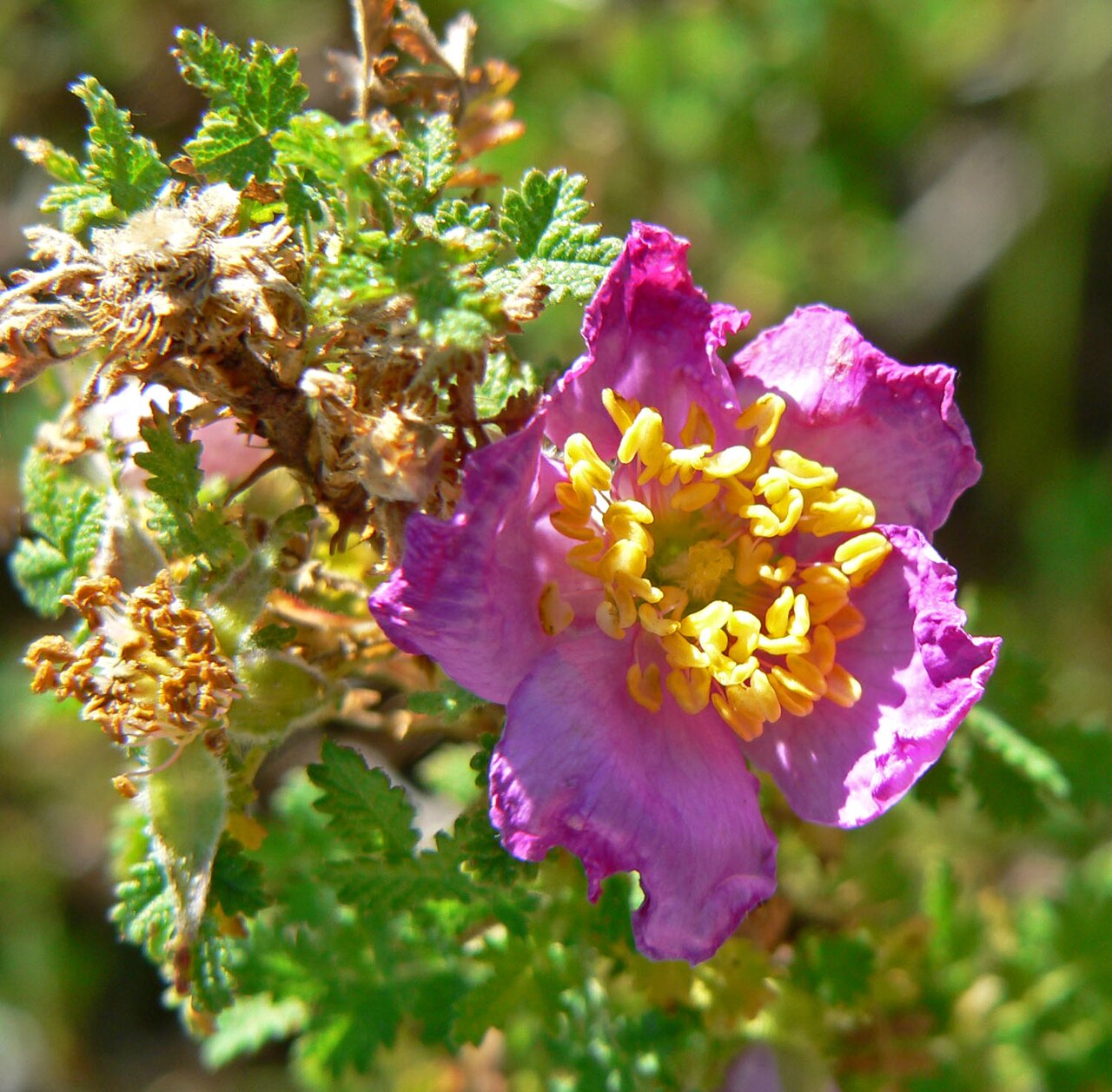 Rosa minutifolia
