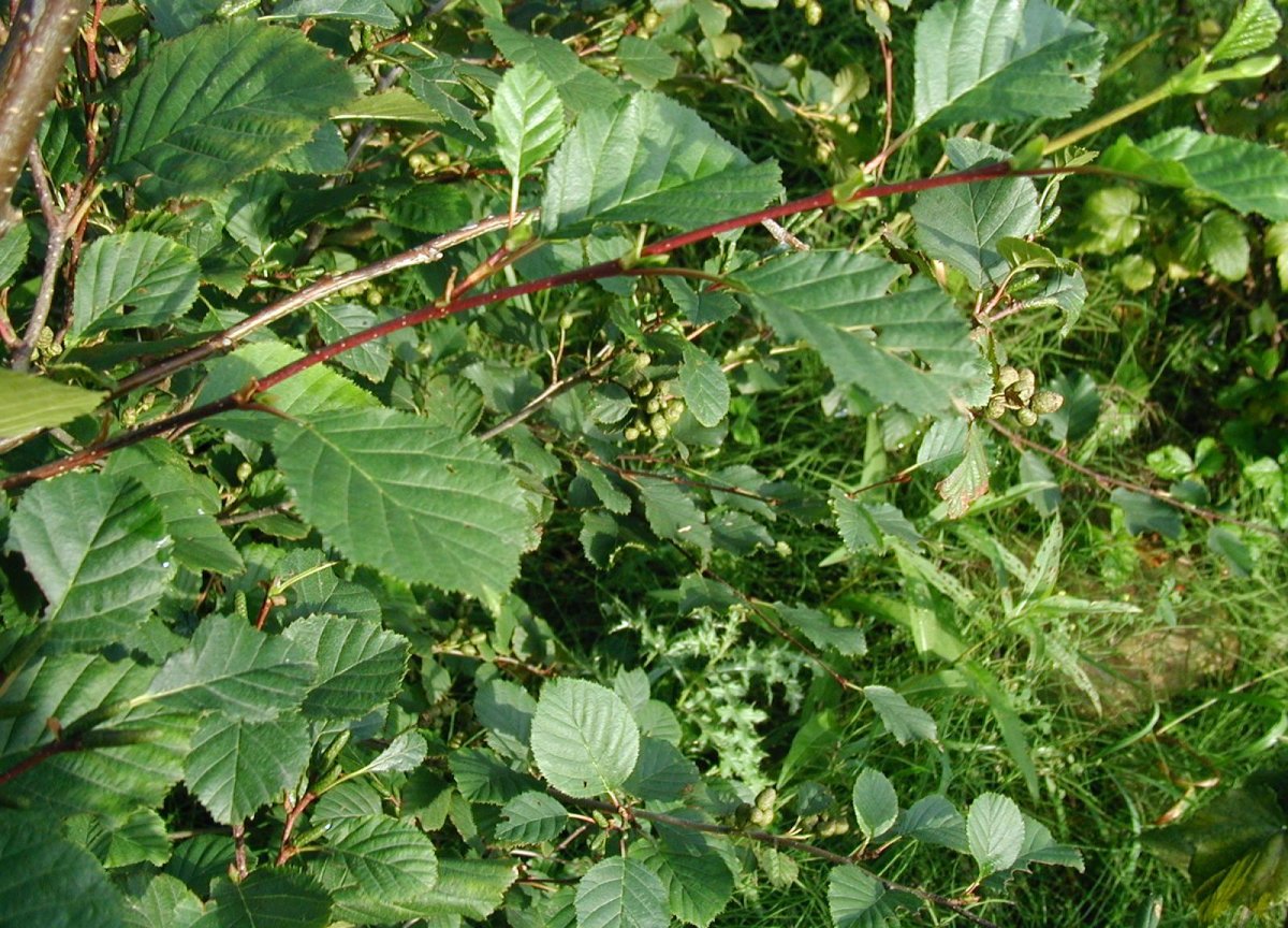 Betula alpina