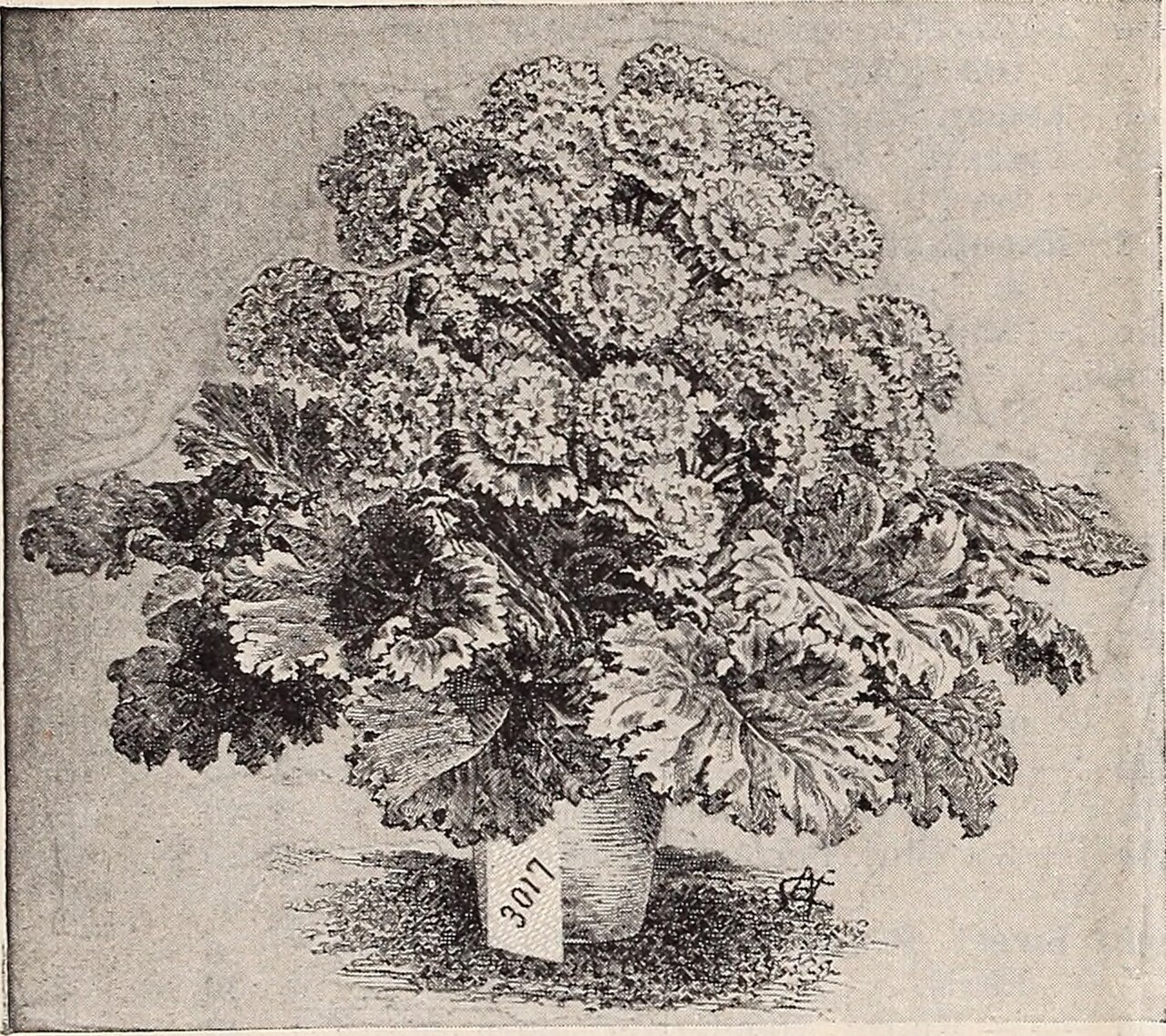 Tecoma filicifolia
