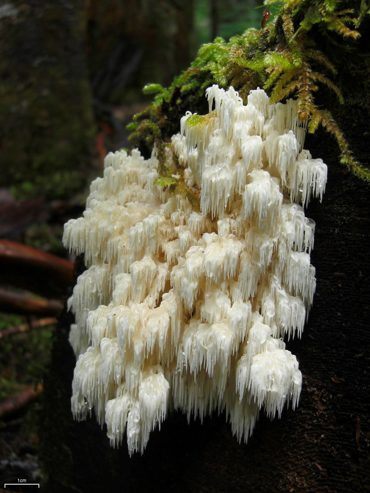Conifer coral hericium