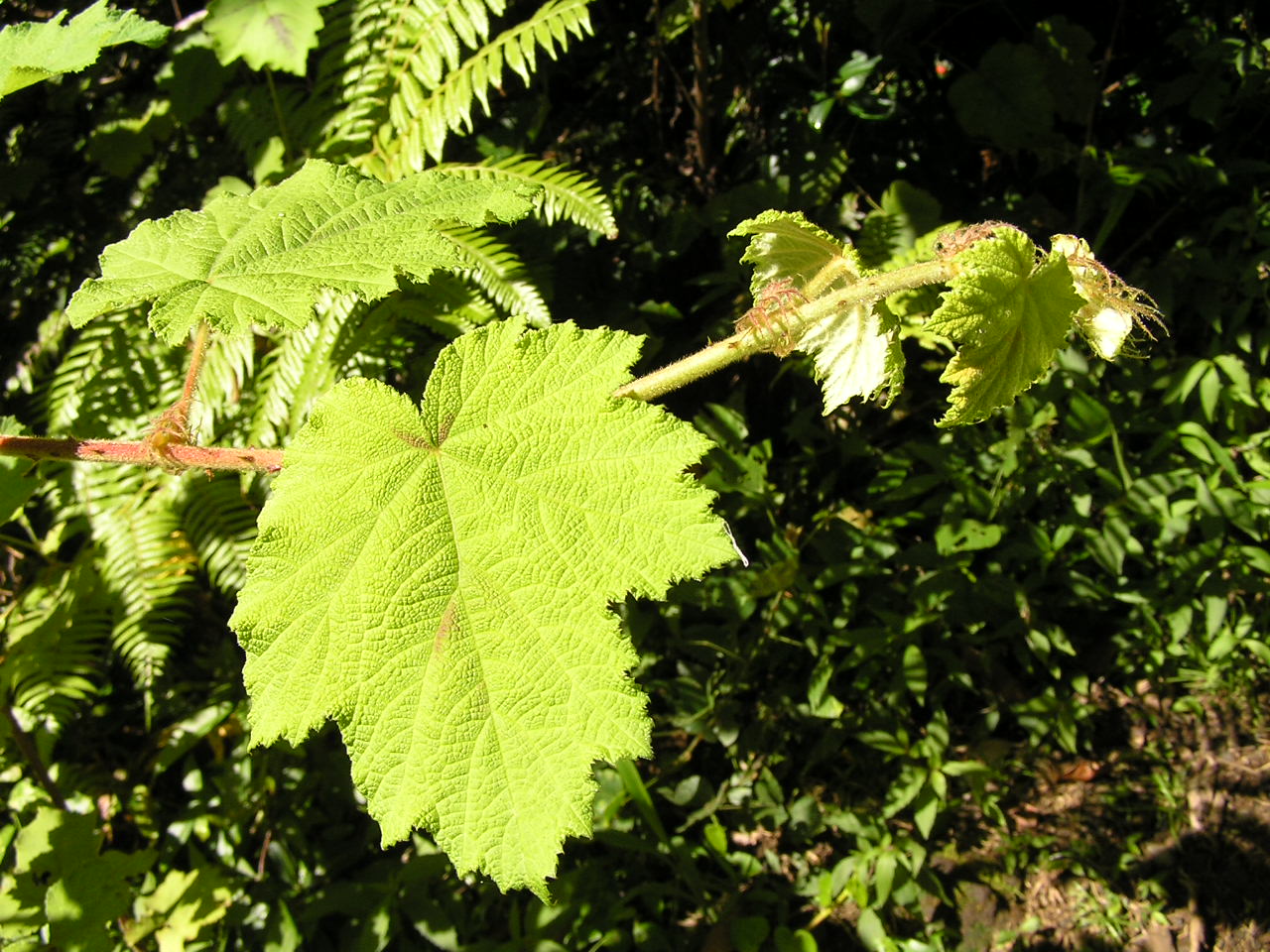 Rubus alceifolius