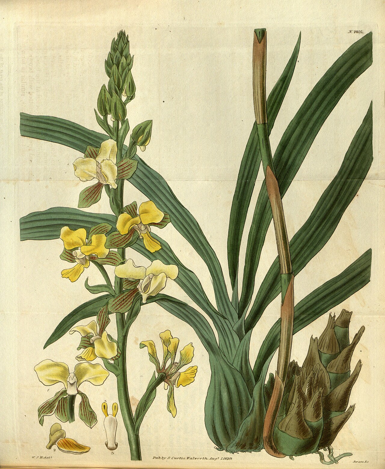 Eulophia streptopetala