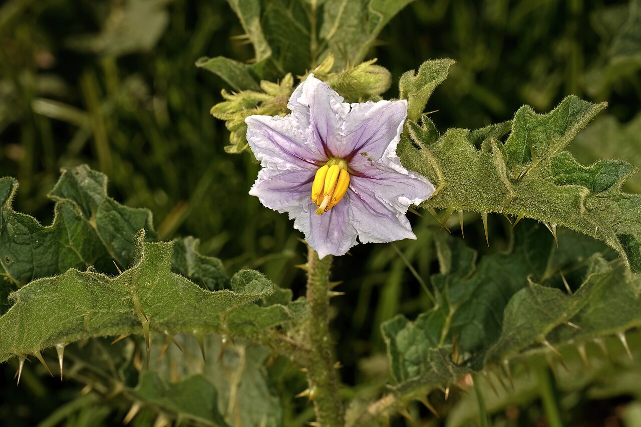 Solanum umtuma