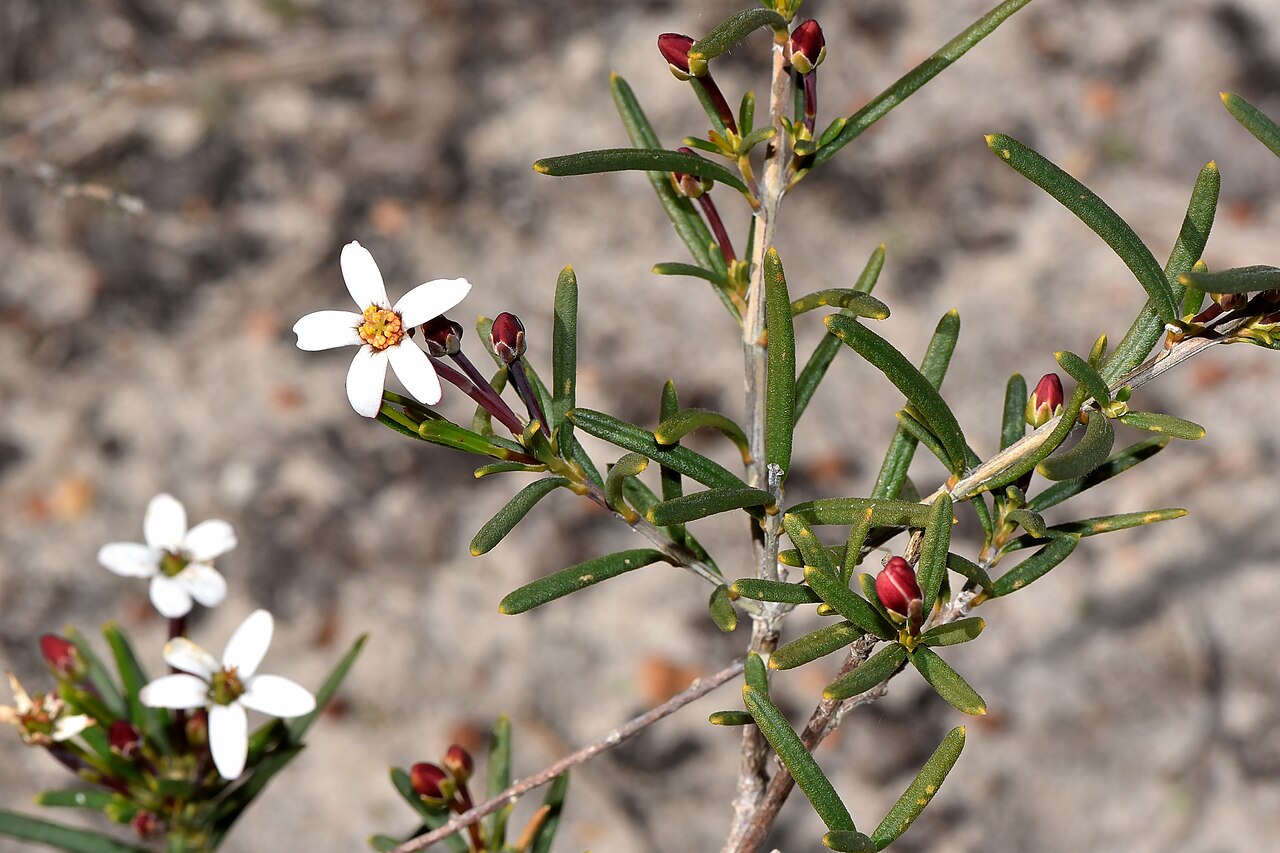 Ricinocarpos undulatus