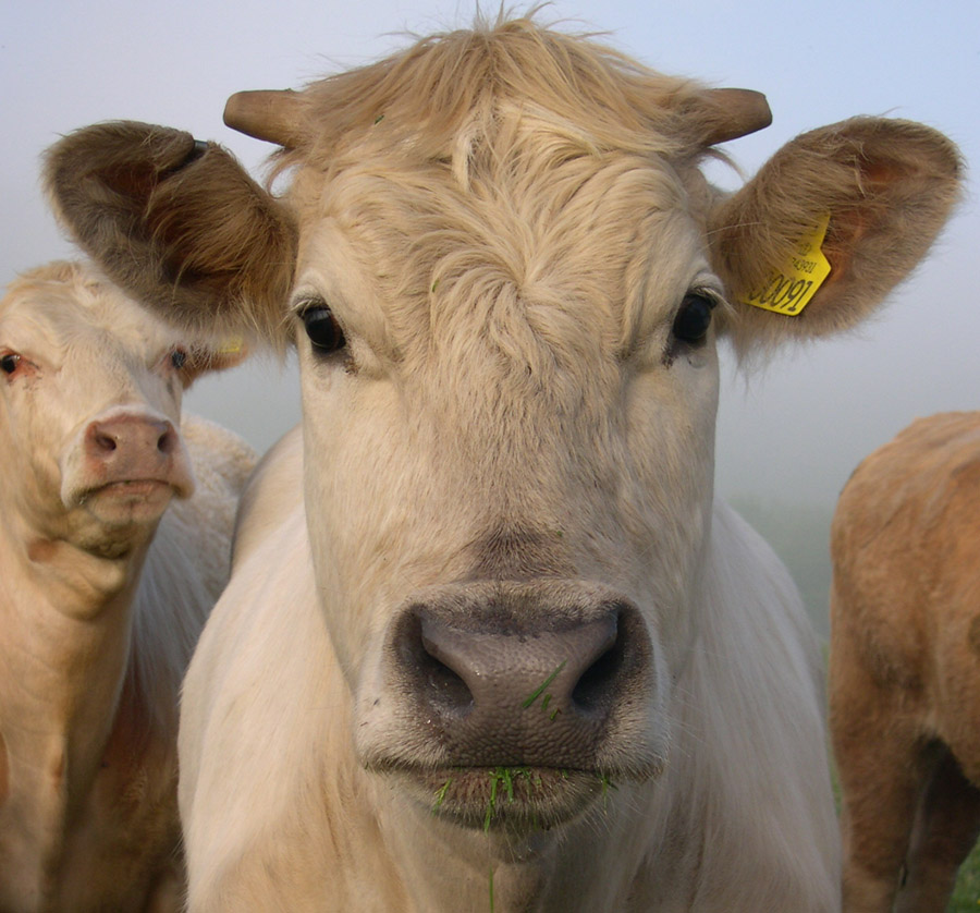Jarmelista cattle