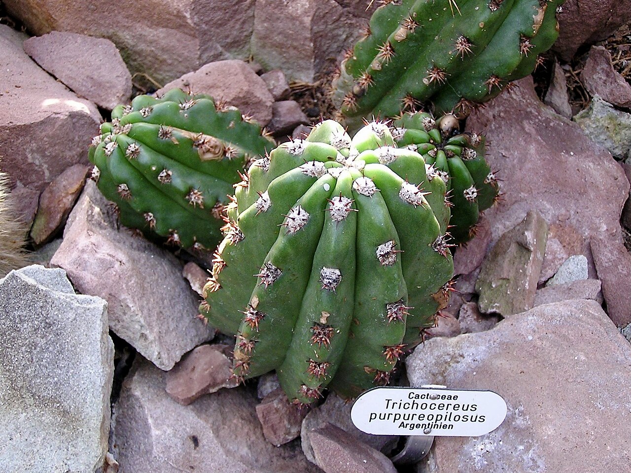 Echinopsis lamprochlora