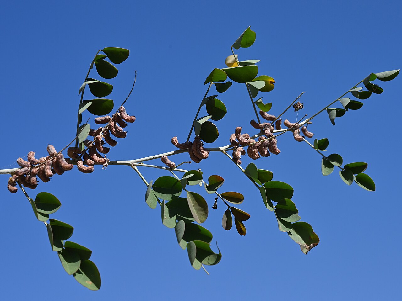 Indigofera coerulea