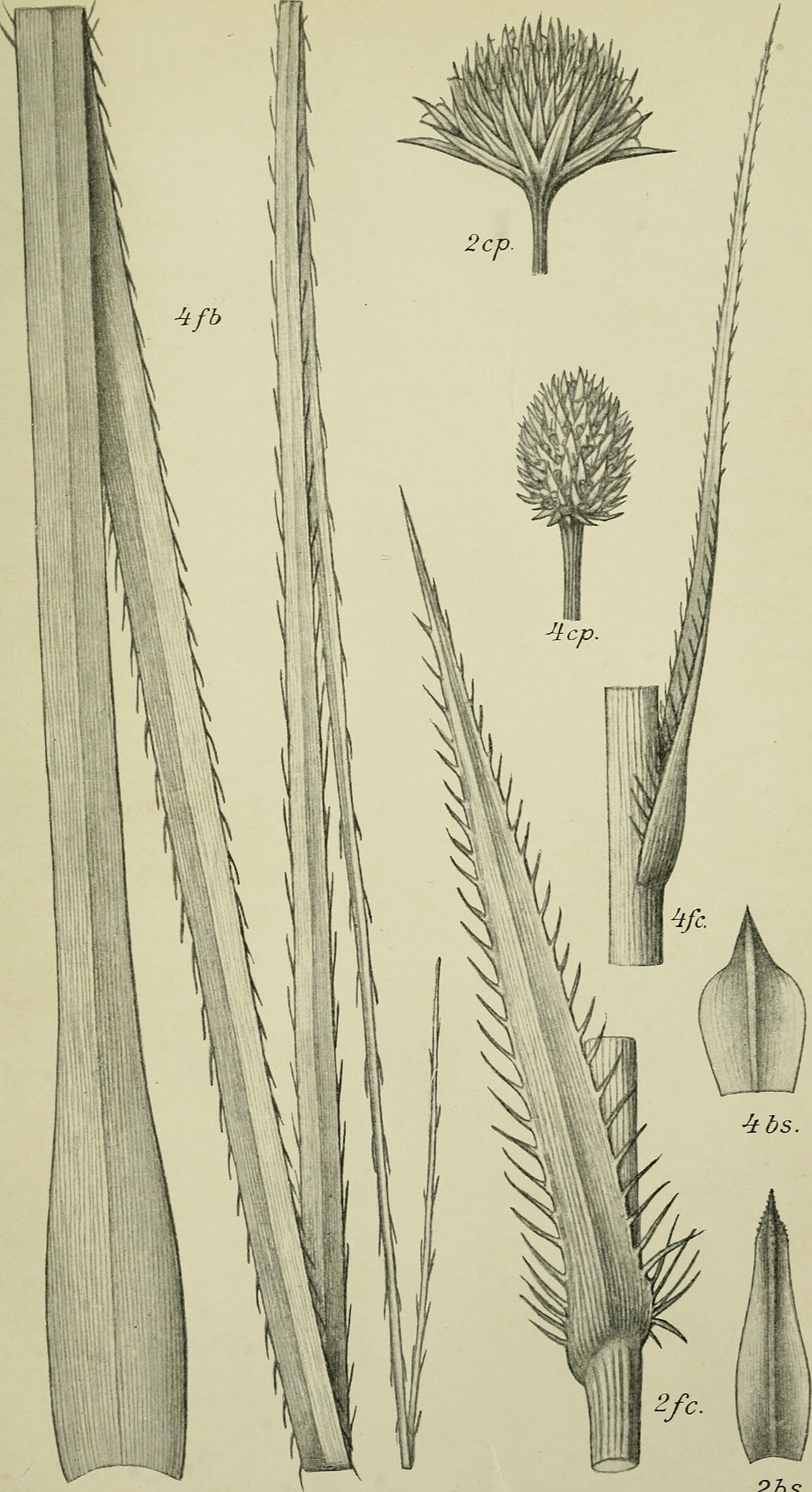 Eryngium eurycephalum