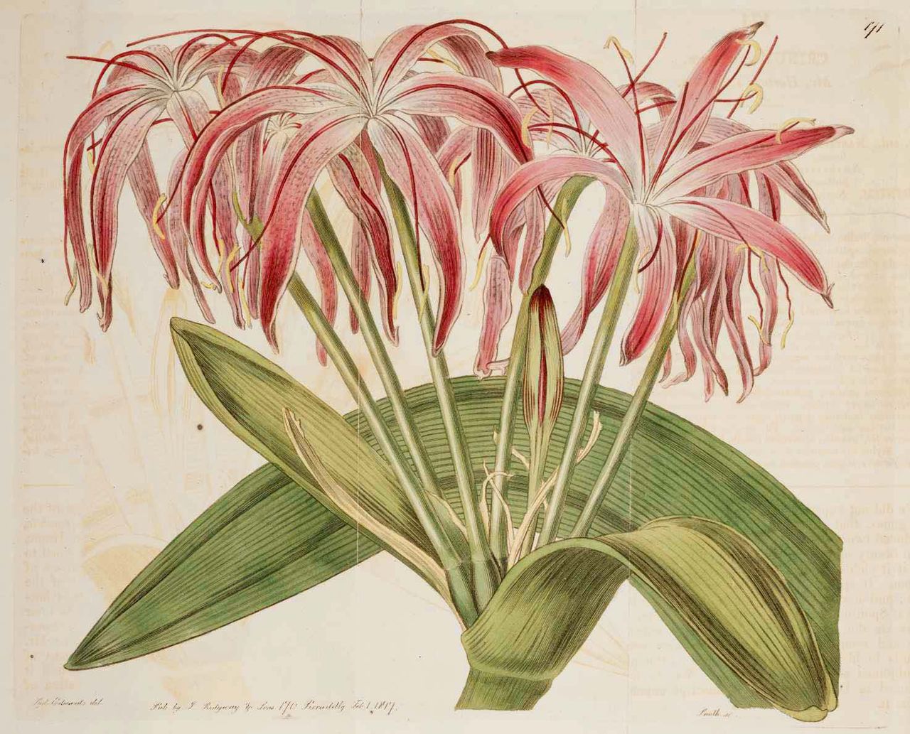 Crinum erubescens
