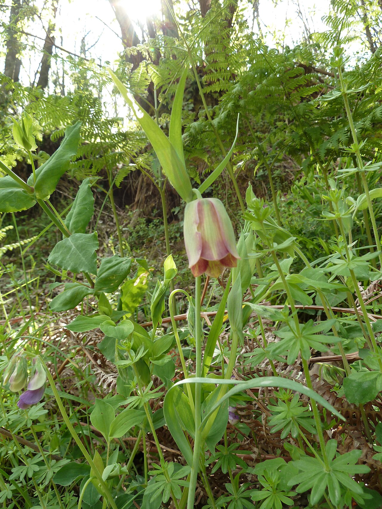 Fritillaria gussichiae